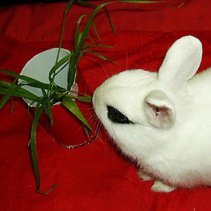 生牧草の終わりは夏の終わり?