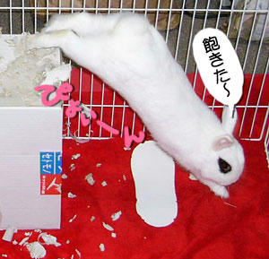 飽きた