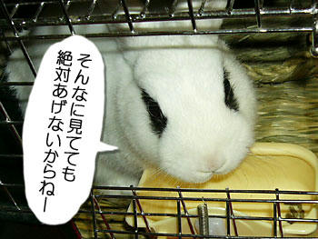 絶対やらん