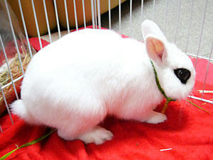 ステキなネックレス