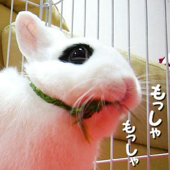 もっしゃもしゃもしゃ