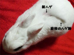 ハゲ増し