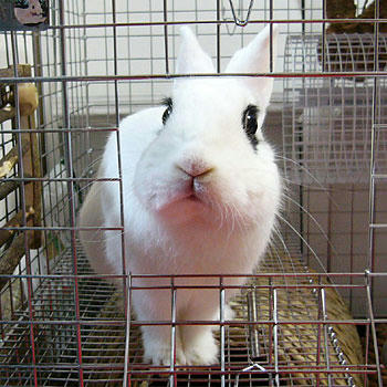 子うさぎかわいい ドリドリな日々