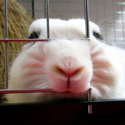 もっふり鼻