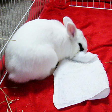 ふごふご