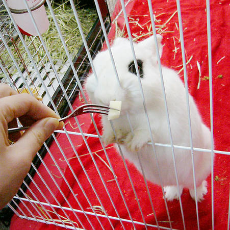 りんごー！