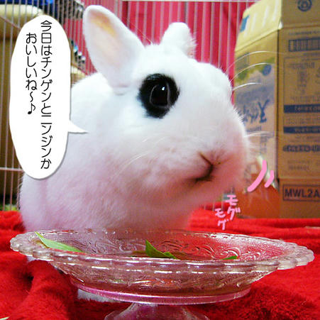 チンゲンニンジン