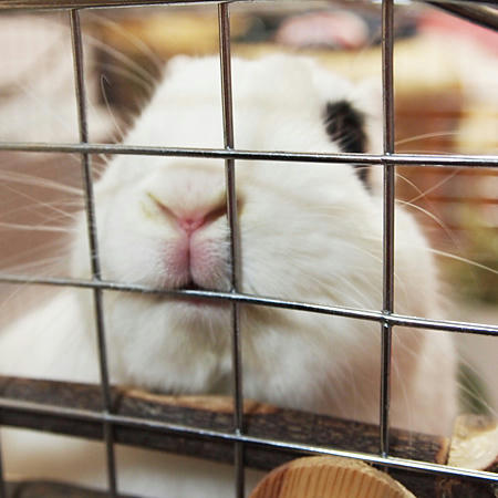 ウサギは歯が命