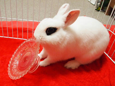 ごちそうさま!