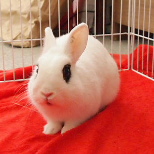 クッチャクッチャ・・・