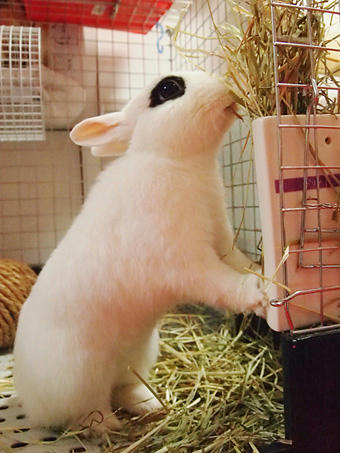 食欲の秋