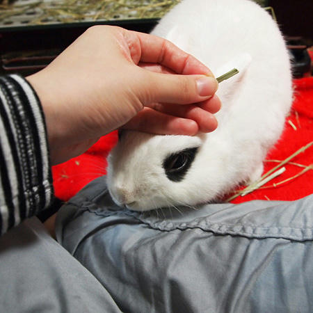 食べたい牧草は自分で探せるけどナデナデは自分でできないからねー