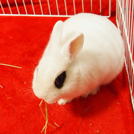 牧草持ち出し
