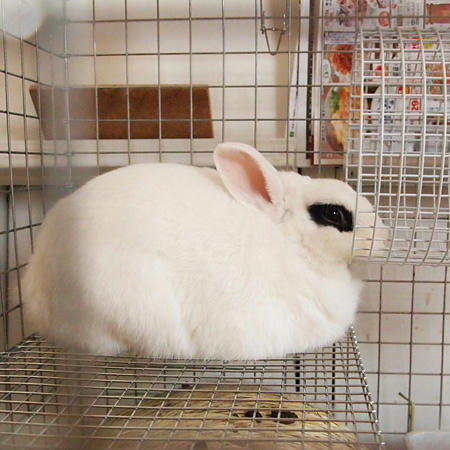 あご乗せ睡眠