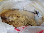 090407ika.jpg