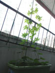 92d82fc1.jpg