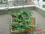 CIMG0257.JPG