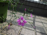CIMG0478.JPG