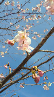 河津桜