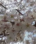 20100406131942.jpg