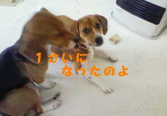 2fe3c82c.JPG