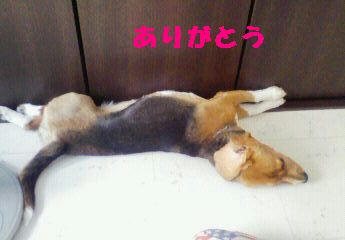 51a82054.jpeg