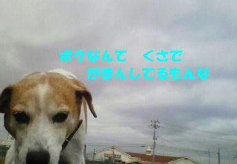 5190498c.jpeg