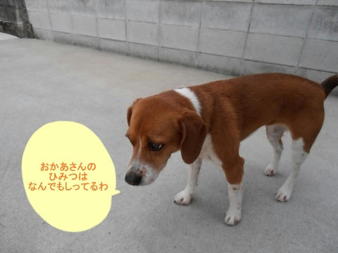 P5310005.jpg