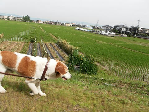 P6150010.jpg