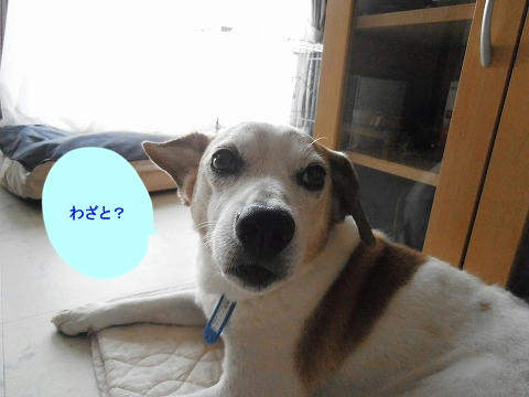 P7310002.jpg