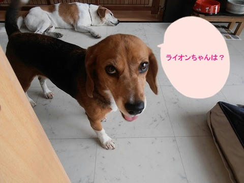P8110030.jpg