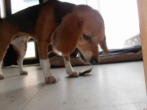 P9100007.jpg