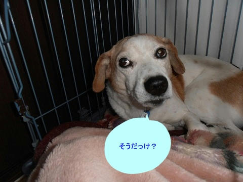 PB040007.jpg