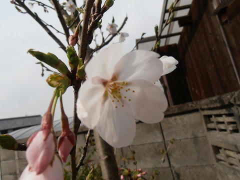 P4100014.jpg