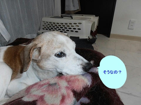 PB060009.jpg