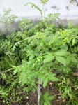 2009040616370000.jpg