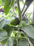 2009060915050000.jpg