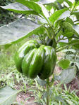 2009060915060000.jpg