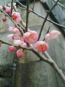 ume.jpg