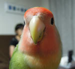 こねぎ