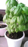 20070724181210.jpg