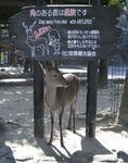 miyajima2.jpg