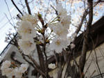 DSC00125.JPG