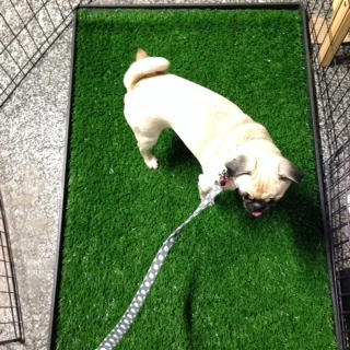 秘密兵器を利用した 成犬からの室内トイレトレーニングとは ナナと 時々宇宙人