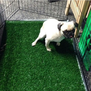 秘密兵器を利用した 成犬からの室内トイレトレーニング その後 ナナと 時々宇宙人