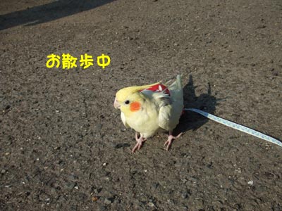 おnewのスーツでお散歩 ふうちゃんと一緒