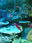 サンシャイン水族館3