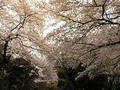 御苑桜２