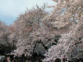 御苑桜３