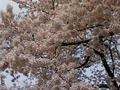 御苑桜４